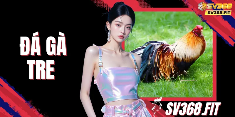 Đá Gà Tre - Xem Mãn Nhãn Với Chất Lượng Hình Ảnh Full HD