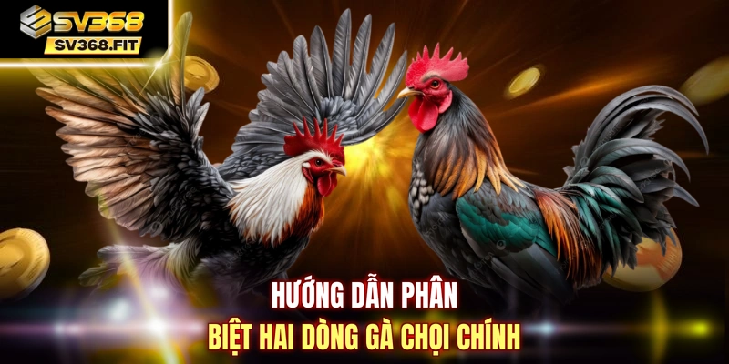 Hướng dẫn phân biệt hai dòng gà chọi chính